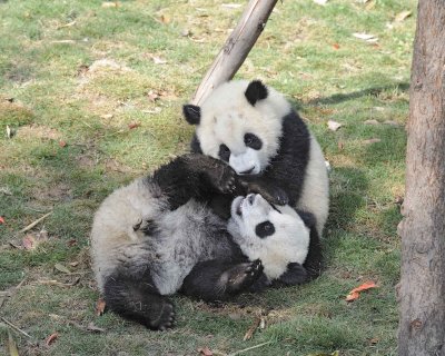 Panda Cub, 2 Giant-050815-Chengdu Research Base of Giant Panda Breeding, China-#0489.jpg