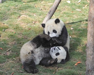Panda Cub, 2 Giant-050815-Chengdu Research Base of Giant Panda Breeding, China-#0492.jpg