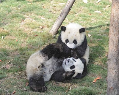 Panda Cub, 2 Giant-050815-Chengdu Research Base of Giant Panda Breeding, China-#0494.jpg
