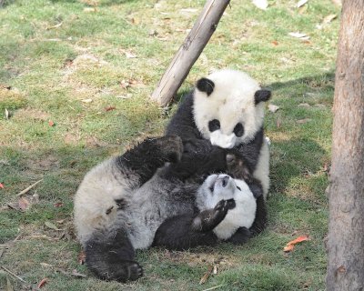 Panda Cub, 2 Giant-050815-Chengdu Research Base of Giant Panda Breeding, China-#0495.jpg
