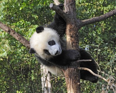 Panda Cub, Giant-050815-Chengdu Research Base of Giant Panda Breeding, China-#0001.jpg