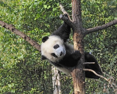 Panda Cub, Giant-050815-Chengdu Research Base of Giant Panda Breeding, China-#0005.jpg