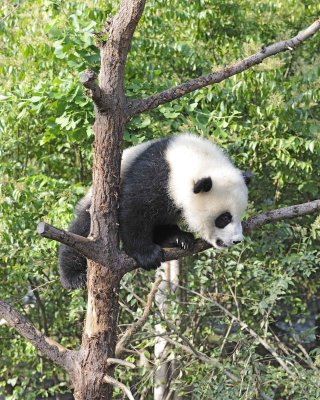 Panda Cub, Giant-050815-Chengdu Research Base of Giant Panda Breeding, China-#0011.jpg