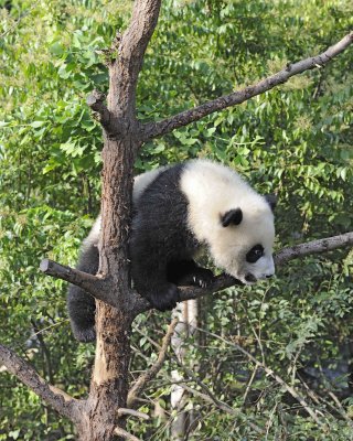 Panda Cub, Giant-050815-Chengdu Research Base of Giant Panda Breeding, China-#0013.jpg