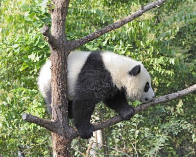 Panda Cub, Giant-050815-Chengdu Research Base of Giant Panda Breeding, China-#0019.jpg