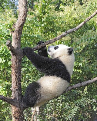 Panda Cub, Giant-050815-Chengdu Research Base of Giant Panda Breeding, China-#0023.jpg