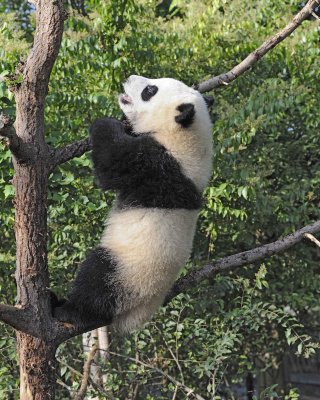 Panda Cub, Giant-050815-Chengdu Research Base of Giant Panda Breeding, China-#0029.jpg