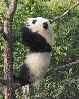 Panda Cub, Giant-050815-Chengdu Research Base of Giant Panda Breeding, China-#0030.jpg