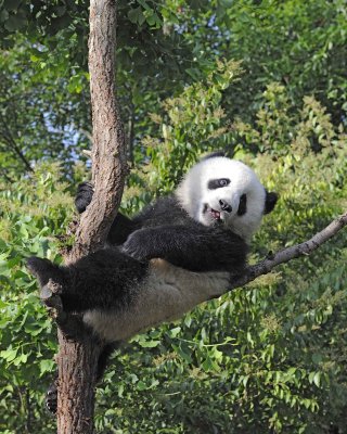 Panda Cub, Giant-050815-Chengdu Research Base of Giant Panda Breeding, China-#0034.jpg
