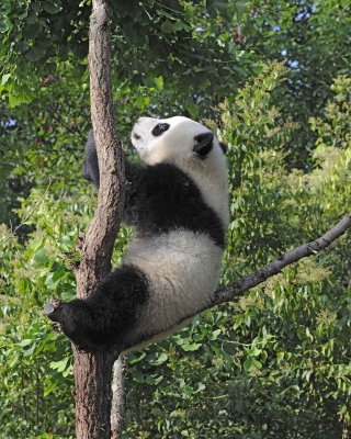 Panda Cub, Giant-050815-Chengdu Research Base of Giant Panda Breeding, China-#0046.jpg