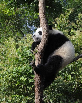Panda Cub, Giant-050815-Chengdu Research Base of Giant Panda Breeding, China-#0064.jpg