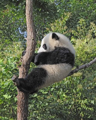 Panda Cub, Giant-050815-Chengdu Research Base of Giant Panda Breeding, China-#0073.jpg