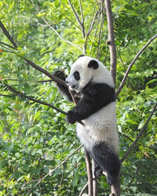 Panda Cub, Giant-050815-Chengdu Research Base of Giant Panda Breeding, China-#0089.jpg