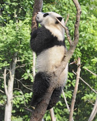Panda Cub, Giant-050815-Chengdu Research Base of Giant Panda Breeding, China-#0165.jpg