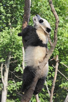 Panda Cub, Giant-050815-Chengdu Research Base of Giant Panda Breeding, China-#0176.jpg