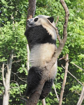 Panda Cub, Giant-050815-Chengdu Research Base of Giant Panda Breeding, China-#0193.jpg