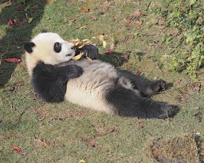 Panda Cub, Giant-050815-Chengdu Research Base of Giant Panda Breeding, China-#0254.jpg