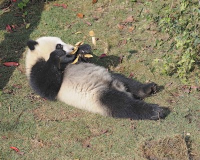Panda Cub, Giant-050815-Chengdu Research Base of Giant Panda Breeding, China-#0257.jpg