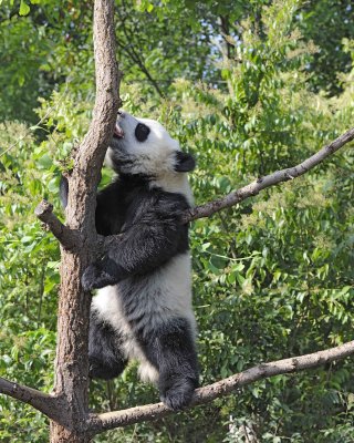 Panda Cub, Giant-050815-Chengdu Research Base of Giant Panda Breeding, China-#0279.jpg