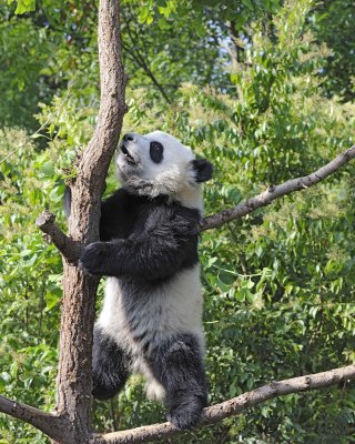 Panda Cub, Giant-050815-Chengdu Research Base of Giant Panda Breeding, China-#0281.jpg