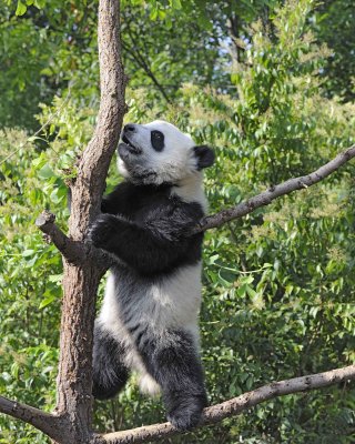 Panda Cub, Giant-050815-Chengdu Research Base of Giant Panda Breeding, China-#0283.jpg