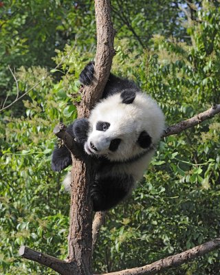 Panda Cub, Giant-050815-Chengdu Research Base of Giant Panda Breeding, China-#0300.jpg