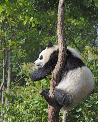 Panda Cub, Giant-050815-Chengdu Research Base of Giant Panda Breeding, China-#0311.jpg