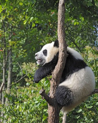 Panda Cub, Giant-050815-Chengdu Research Base of Giant Panda Breeding, China-#0318.jpg