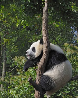 Panda Cub, Giant-050815-Chengdu Research Base of Giant Panda Breeding, China-#0321.jpg