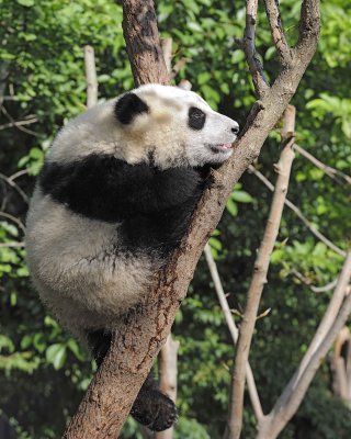 Panda Cub, Giant-050815-Chengdu Research Base of Giant Panda Breeding, China-#0414.jpg