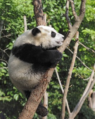 Panda Cub, Giant-050815-Chengdu Research Base of Giant Panda Breeding, China-#0416.jpg