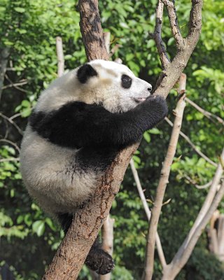 Panda Cub, Giant-050815-Chengdu Research Base of Giant Panda Breeding, China-#0419.jpg