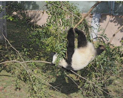 Panda Cub, Giant-050815-Chengdu Research Base of Giant Panda Breeding, China-#0435.jpg