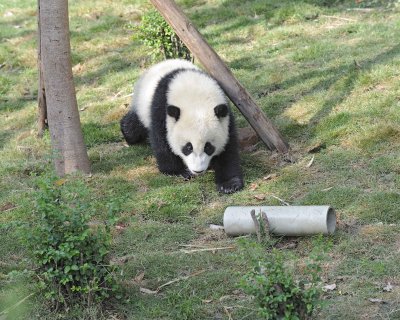 Panda Cub, Giant-050815-Chengdu Research Base of Giant Panda Breeding, China-#0438.jpg
