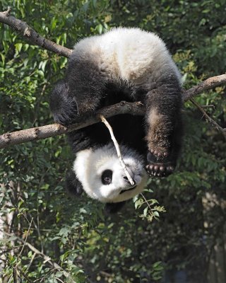 Panda Cub, Giant-050815-Chengdu Research Base of Giant Panda Breeding, China-#0507.jpg