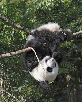 Panda Cub, Giant-050815-Chengdu Research Base of Giant Panda Breeding, China-#0522.jpg