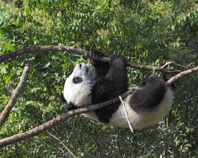 Panda Cub, Giant-050815-Chengdu Research Base of Giant Panda Breeding, China-#0536.jpg