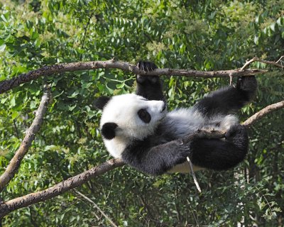 Panda Cub, Giant-050815-Chengdu Research Base of Giant Panda Breeding, China-#0537.jpg