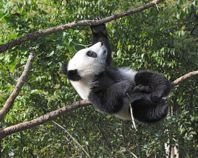 Panda Cub, Giant-050815-Chengdu Research Base of Giant Panda Breeding, China-#0555.jpg