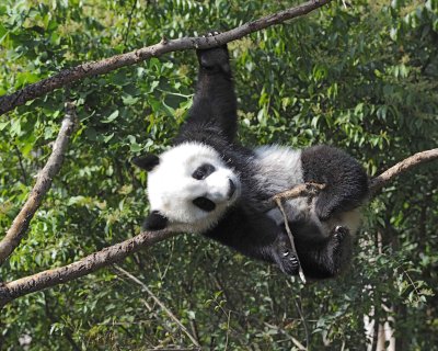 Panda Cub, Giant-050815-Chengdu Research Base of Giant Panda Breeding, China-#0559.jpg