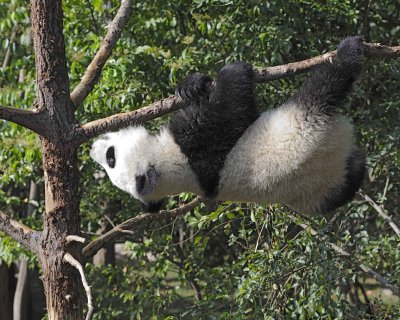 Panda Cub, Giant-050815-Chengdu Research Base of Giant Panda Breeding, China-#0566.jpg