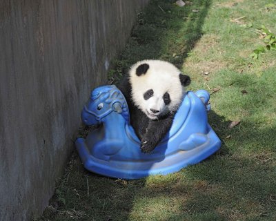 Panda Cub, Giant-050815-Chengdu Research Base of Giant Panda Breeding, China-#0598.jpg