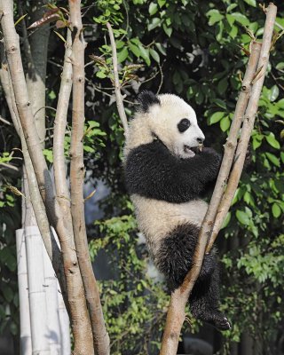 Panda Cub, Giant-050815-Chengdu Research Base of Giant Panda Breeding, China-#0612.jpg
