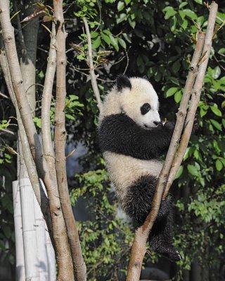 Panda Cub, Giant-050815-Chengdu Research Base of Giant Panda Breeding, China-#0613.jpg