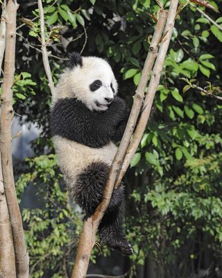 Panda Cub, Giant-050815-Chengdu Research Base of Giant Panda Breeding, China-#0628.jpg