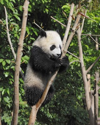 Panda Cub, Giant-050815-Chengdu Research Base of Giant Panda Breeding, China-#0631.jpg