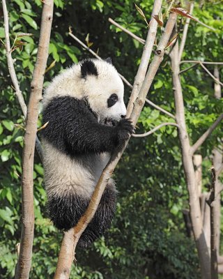 Panda Cub, Giant-050815-Chengdu Research Base of Giant Panda Breeding, China-#0635.jpg