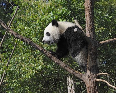Panda Cub, Giant-050815-Chengdu Research Base of Giant Panda Breeding, China-#0660.jpg
