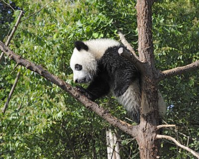 Panda Cub, Giant-050815-Chengdu Research Base of Giant Panda Breeding, China-#0662.jpg