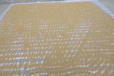 Rapeseed drying-050915-Old Village, Dahhui, China-#0113.jpg